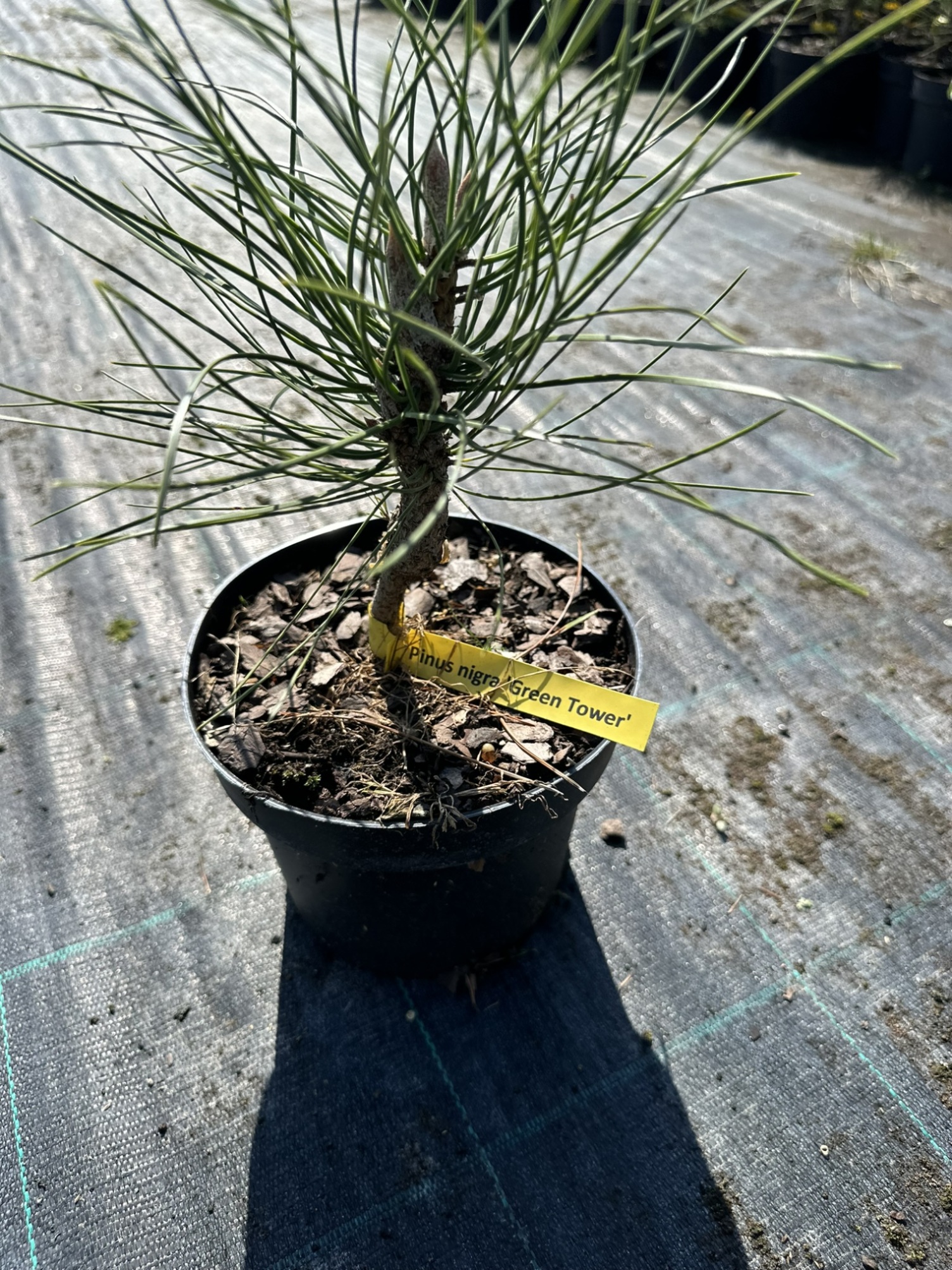 Сосна черная Грин Тауэр